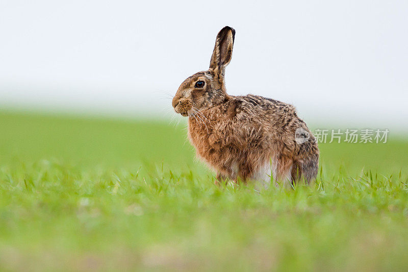 欧洲野兔(Lepus europaeus)，棕色野兔。